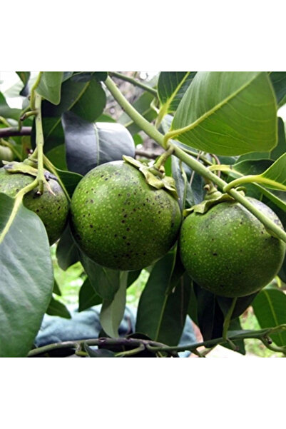 Genel Markalar Mersin Tüplü Nadir Çikolata Meyvesi Black Sapote Ağacı Fidanı(40-60 Cm)