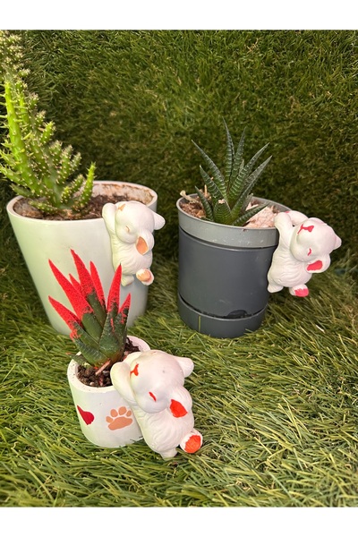 titanbaby Neşeli Tavşanlar Saksı Cüceleri