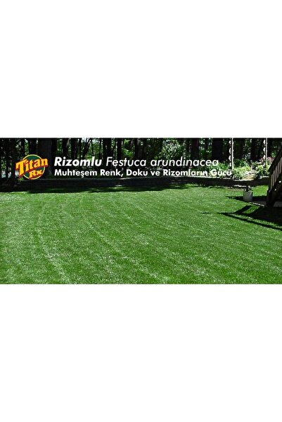 Titan Festuca Arundinacea (Titan RX)