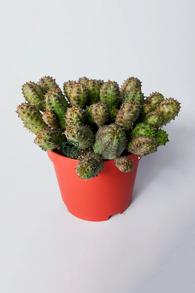 Toptan Kaktüs Euphorbia Pseudoglobosa dikensiz sütlegen bol yavrulu kaktüs