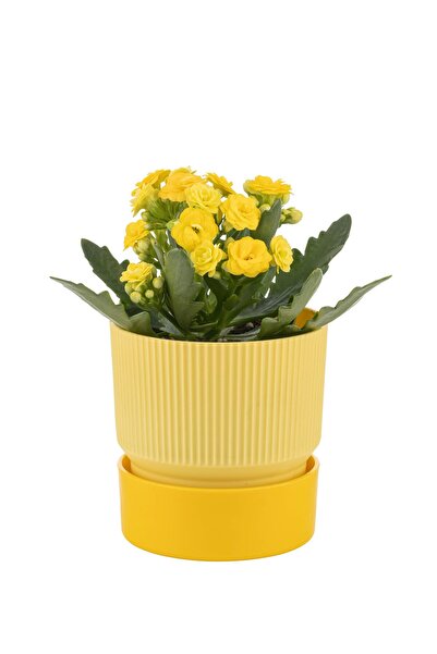 PetGrow Plastik Ixora Saksı-19