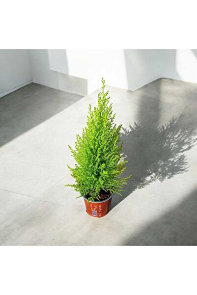 Home Canlı Limon Selvi Çam Ağacı 50 Cm