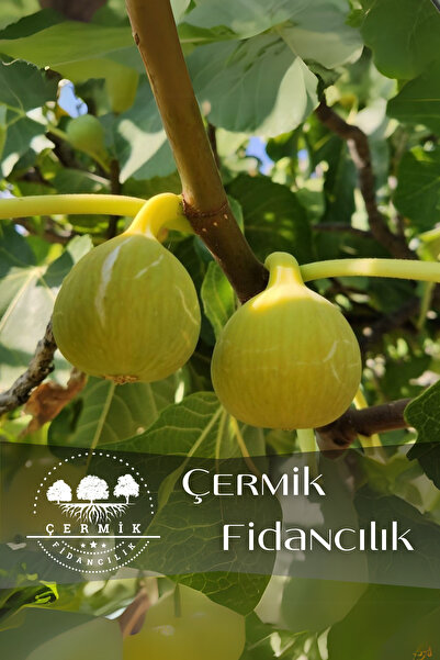 ÇERMİK FİDANCILIK TÜPLÜ Bursa Sarı İncir Fidanı