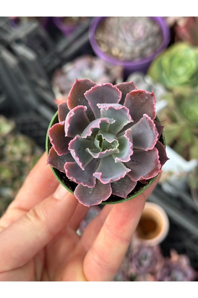 SukuLand Echeveria NeonBreakers koleksiyonluk özel tür sukulent 5,5cm saksıda