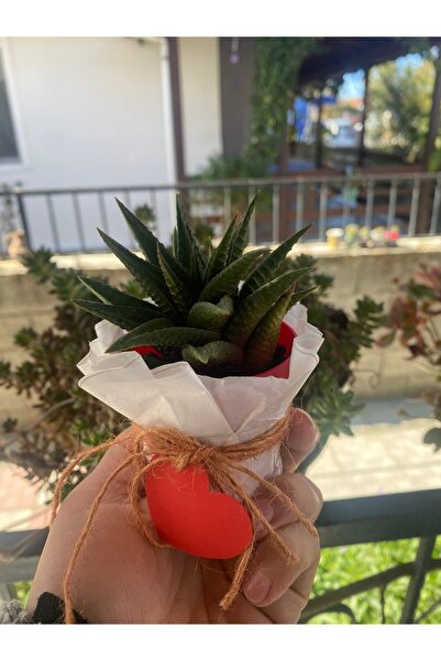 MUMEVİ Haworthia Fasciata (Zebra Kaktüs) sukulent