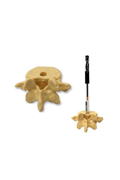 FİZYOMALZEME Omurga Maketi Kalemlik Fizyomalzeme