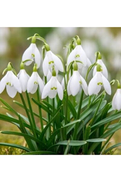 ATABEY ÇİÇEK Beyaz Kardelen