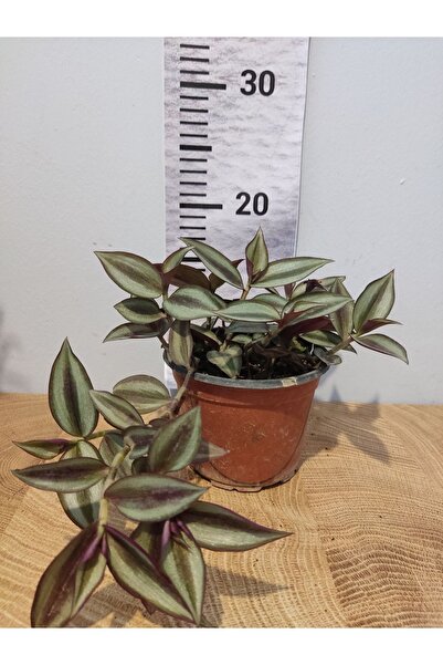 Zambak Telgraf Çiçeği (Makhala, Spiderwort, Tradescantia Zebrina)