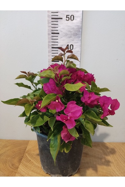 Zambak Begonvil (Paper flower, Bouganivillea)