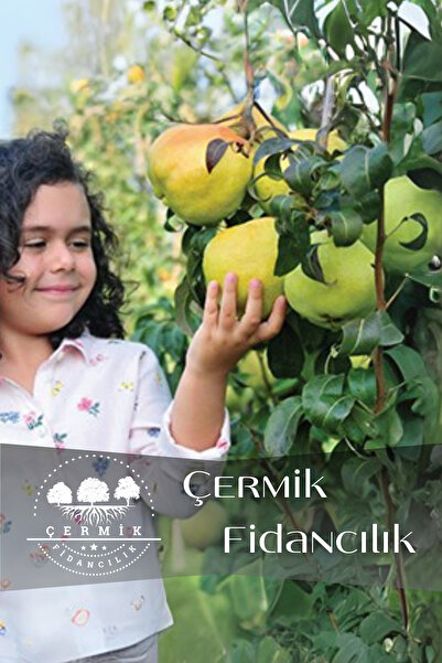 ÇERMİK FİDANCILIK TÜPLÜ Büyük Deveci Armut Fidanı