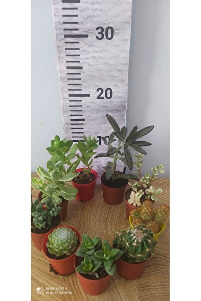 Zambak 9lu kaktüs ve sukulent (9 farklı çeşit seti) İç mekan bitkisi