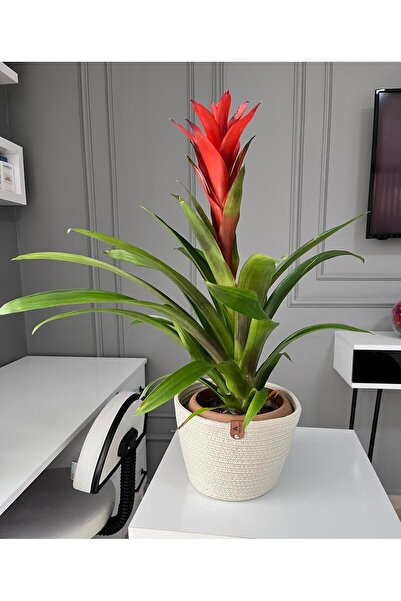Flowerpot 15x15