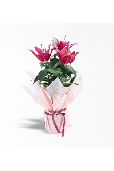 Rosebox Pembe Ambalajlı Lilyum Bikisi
