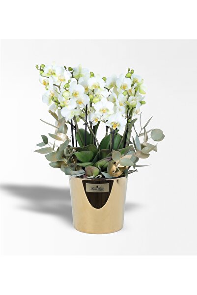 Rosebox Gold Cam Saksıda Altın Okaliptus Ve Beyaz Büyük Bellisimo Orkide