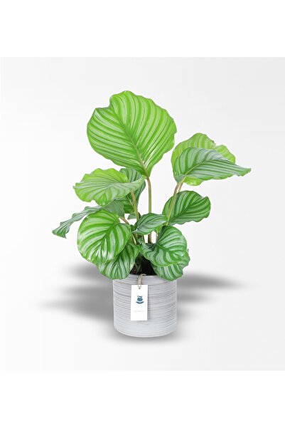 Rosebox Büyük Calathea Orbifolia - Dua Çiçeği