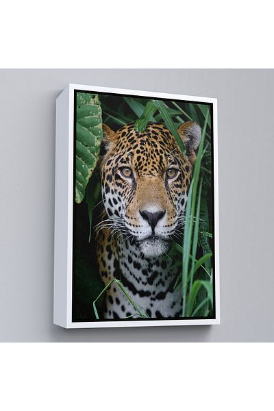 Harita Sepeti Διακοσμητικός πίνακας σε καμβά Leopard με λευκό πλαίσιο