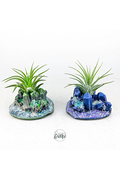 Gurme Bitki Tillandsia Ionantha Pup Mineral Stand (2 Adet) - Yavru Hava Bitki...