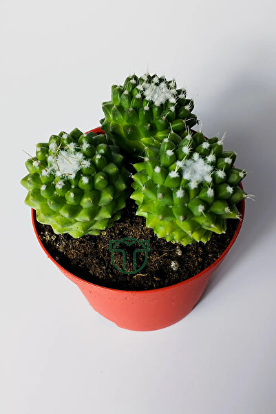 Toptan Kaktüs Mammillaria Polythele İnermis dikensiz kaktüs 3 adet