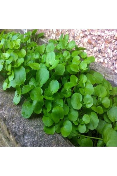 TohumBul Doğal Su Teresi Tohumu (20 Tohum)