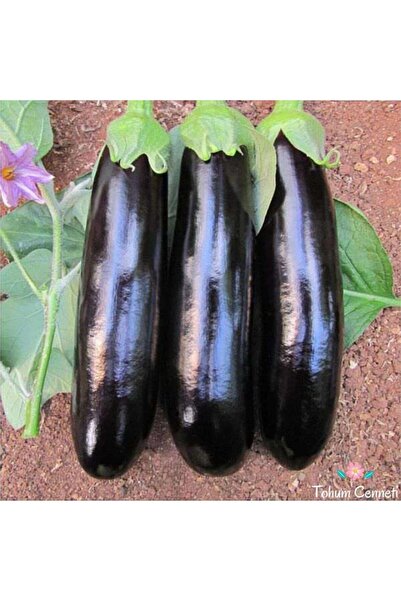 TohumBul Ata Tohum Geleneksel Kebablık Mangallık Halep Karası Patlıcan Tohumu...