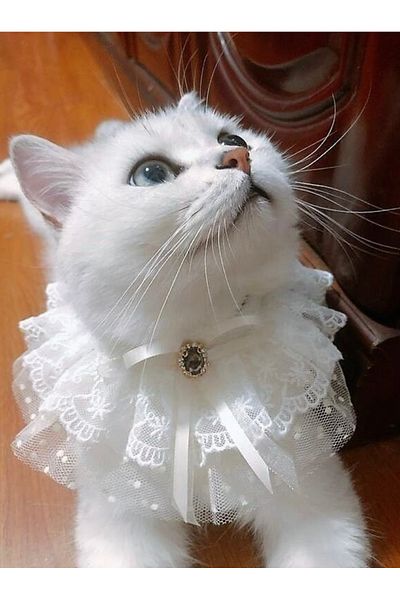 VENÜS MODA by Pınar Cat Collar Guipure Floral Adjustable Cat and Dog Accessory