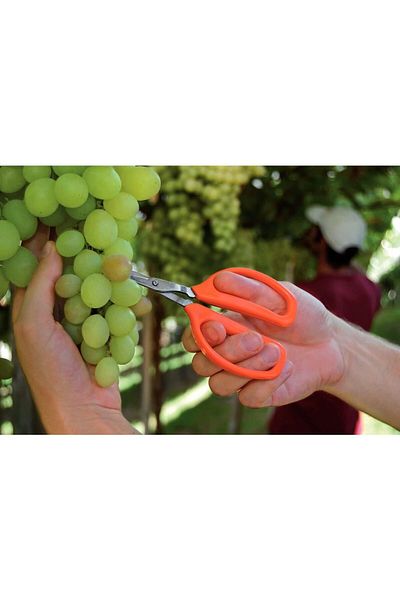TRAMONTINA Since 1911, Made In Brazil - Professional Fruit Catcher Pruner With Stainless Steel Blades