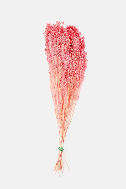 Muy Mucho Brooms Dried Flower Bunch 55 cm, Peach