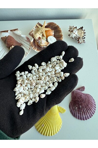 Seashell Rio Apex Kesim Deniz Kabuğu - Takı Yapımı İçin Doğal Malzeme - 1 cm ...