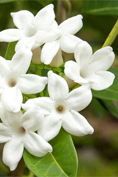 Bitkim Sende Parfüm kokulu iç mekan (YASEMİN) çiçeği 1 adet minik 20-25cm