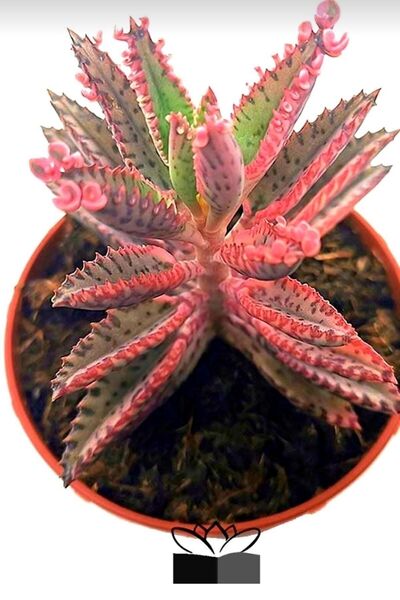 Gardenbox Pink Butterfly (AŞK) Çiçeği Salon Ve Ofis Bakılır Minik 5.5cm /şuan Çiçeksizdir