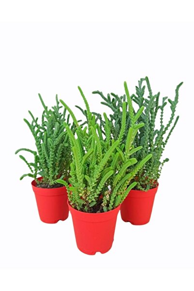 Gardenbox Sukulent Prenses Çamı 3 Adet (kokulu Çiçek Açar) 5,5cm. Saksıda Cra...