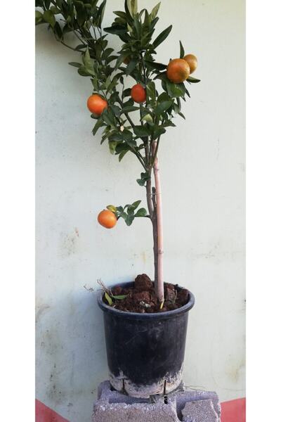 Bitkim Sende Mandalina Ağacı 5 Yaş Saksılı