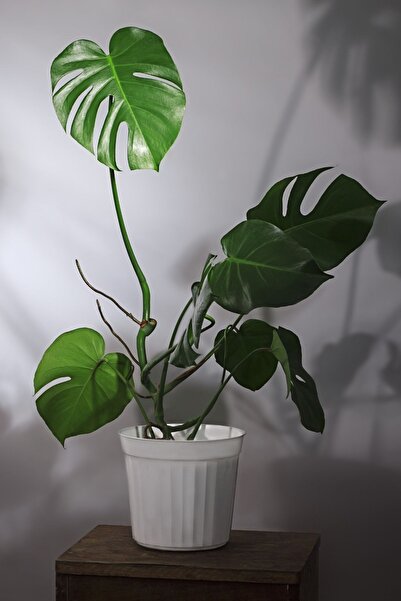 Bitkim Sende Monstera Deliciosa - Deve Tabanı Canlı Salon Bitkisi - 80 - 100 cm