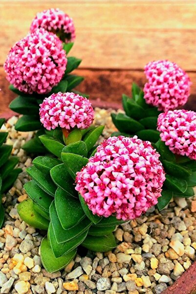 Nura Botanik Mum Hoya Çiçeği Iç Mekan Ve Balkonda Bakılır Minik 5.5cm /şuan Ç...