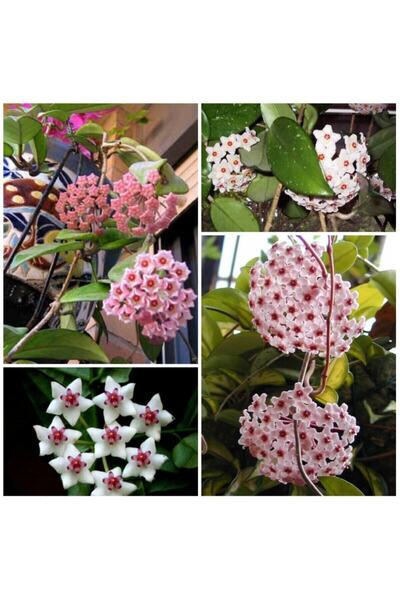 Byaysima Mum Çiçeği 2.Adet Pembe,Beyaz Yoğun Kokulu Hoya Carnosa 9cm Saksıda ...