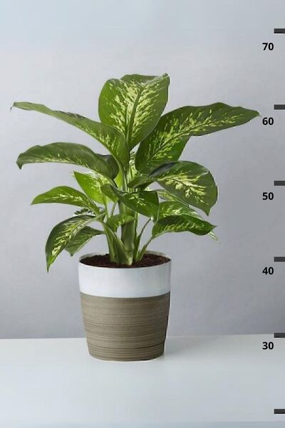 Gardenbox Dieffenbachia Tropik Snow - Difenbahya Canlı Salon Bitkisi 40 - 60 cm
