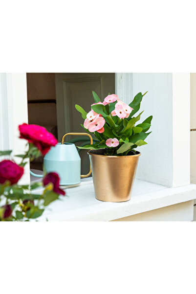 Madame Coco Dior Varaklı Saksı 1,5 Lt