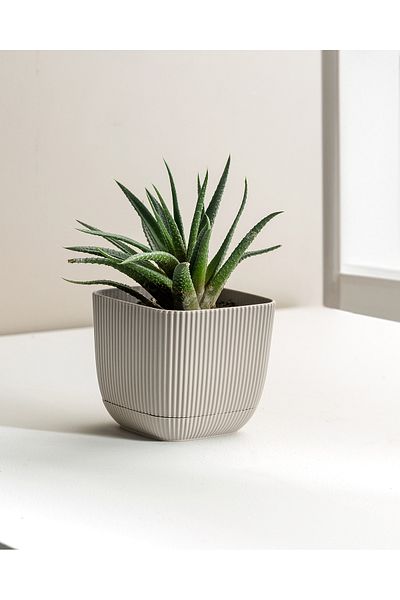 Madame Coco 270 ml Abella Flower Pot