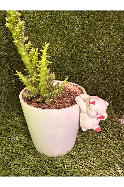 titanbaby Neşeli Tavşanlar Saksı Cüceleri