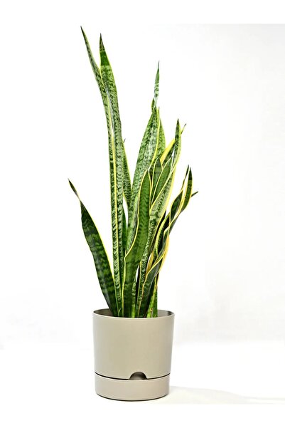 PetGrow Plastik Begonya Saksı-18