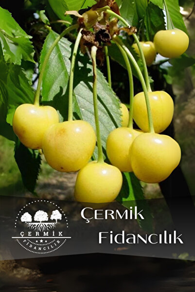 ÇERMİK FİDANCILIK TÜPLÜ Sarı Kiraz Fidanı