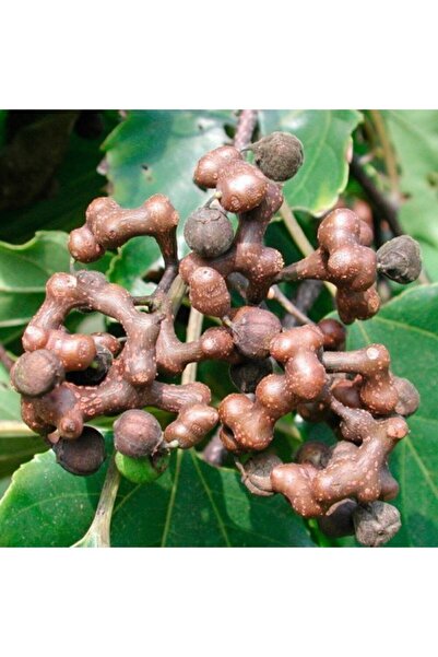 AnkaBahçe Hovenia Dulcis Japon Kuru Üzüm Ağacı, 30 - 40 Cm Saksıda