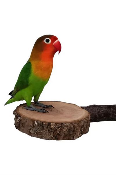 Alyones 2X Natural Tree Mount Bird Perch - Hamster and Squirrel for Divine Toy