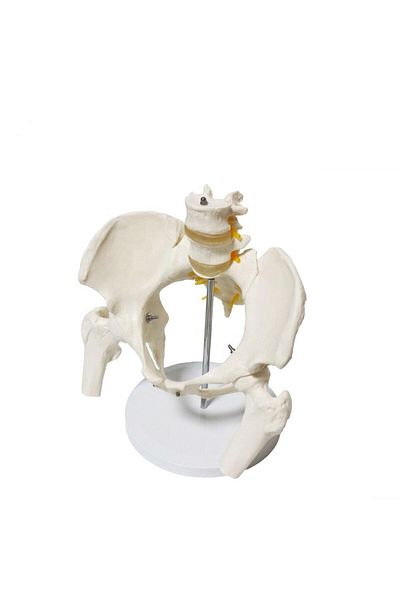 MAXİ Spine Pelvis - Model 24 Model