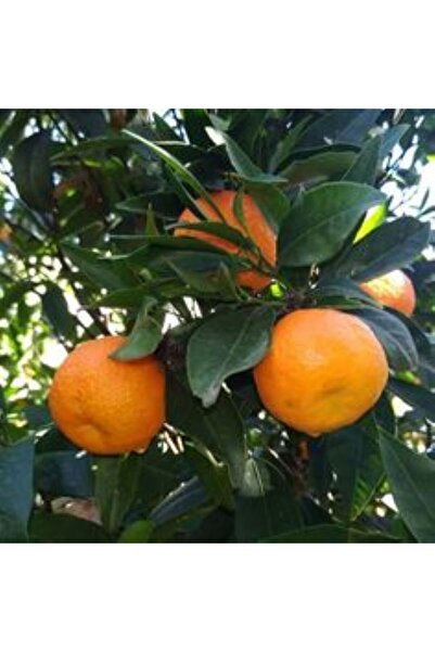 MANAVGOOD Turunç Meyvesi 3 Kg