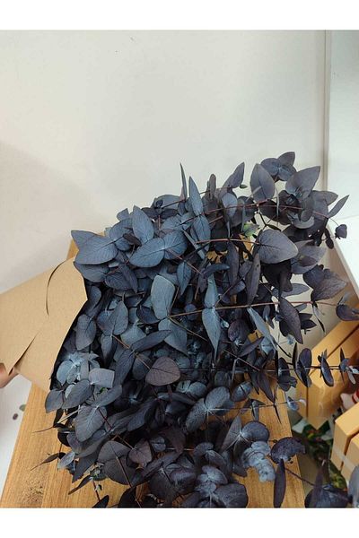shocket plant Μεγάλο φύλλο ευκάλυπτος εκτροπέας από τον κατασκευαστή πρώτης ποιότητας