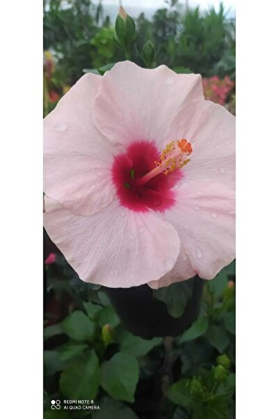 Zambak Pembe İç Mekan Japon Gülü (Shoeblackplant) - Estetik ve Renkli Çiçekle...