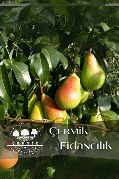 ÇERMİK FİDANCILIK TÜPLÜ Al Yanak Santa Maria Armut Fidanı