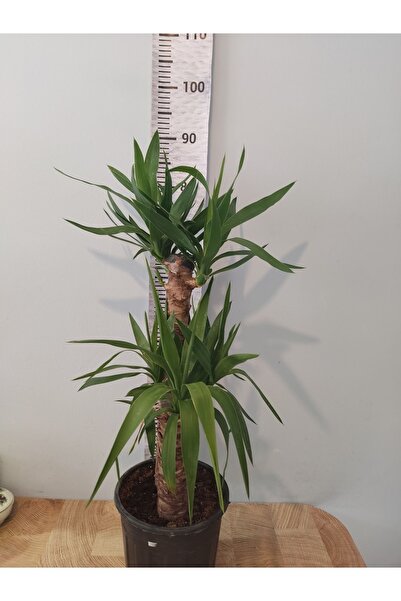 Genel Markalar Yuka Iç Mekan Bitkisi (SPİNELESS YUCCA, YUCCA GİGANTEA) - Düşü...