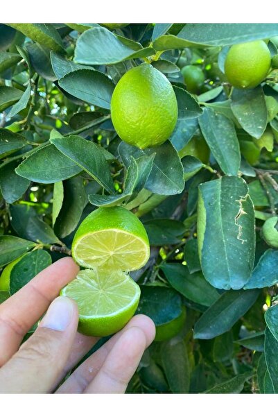 Zambak Misket Limonu (Lime) - Taze, Kokulu ve Aromatik Limonlarıyla Ortamınız...